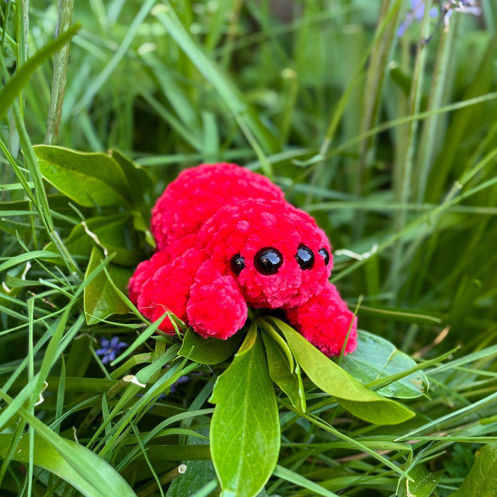 Araña de ganchillo (araña saltarina)